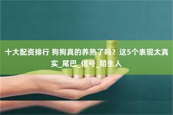 十大配资排行 狗狗真的养熟了吗？这5个表现太真实_尾巴_信号_陌生人